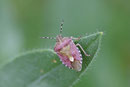 Beerenwanze, Dolycoris baccarum