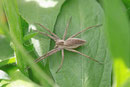 Listspinne, Pisaura mirabilis