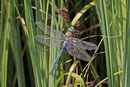Große Königslibelle, Anax imperator