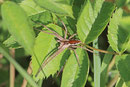 Listspinne, Pisaura mirabilis
