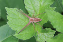 Listspinne, Pisaura mirabilis