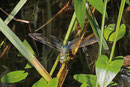 Große Königslibelle, Anax imperator