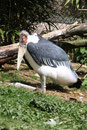 Marabu