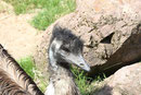 Emu