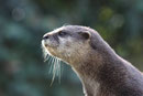 Kurzkrallenotter