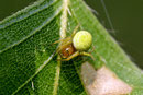 Kürbisspinne, Araniella sp.