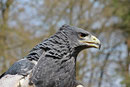 Kordillerenadler
