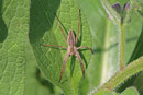 Listspinne, Pisaura mirabilis