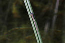 Winterlibelle, Sympecma fusca