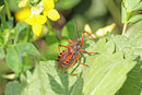 Rote Mordwanze, Rhynocoris iracundus