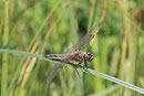 Vierfleck, Libellula quadrimaculata