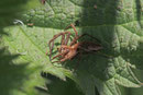 Listspinne, Pisaura mirabilis