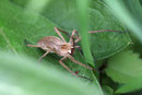 Listspinne, Pisaura mirabilis