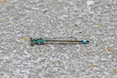 Große Pechlibelle, Ischnura elegans