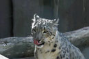 Schneeleopard