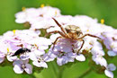 Krabbenspinne, Xysticus sp.