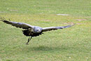 Kordillerenadler