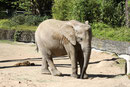 Afrikanischer Elefant