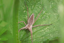 Listspinne, Pisaura mirabilis
