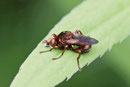Gem. Breitstirn - Blasenkopf - Fliege, Sicus cf. ferrugineus