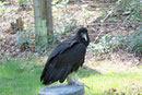 Rabengeier