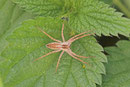 Listspinne, Pisaura mirabilis