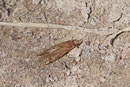 Köcherfliege, Ecnomus sp.
