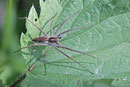 Listspinne, Pisaura mirabilis