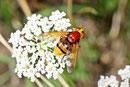 Hornissenschwebfliege, Volucella zonaria