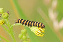 Raupe vom Blutbär, Tyria jacobaea