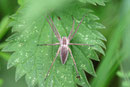 Listspinne, Pisaura mirabilis