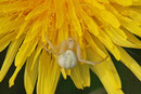 Veränderliche Krabbenspinne, Misumena vatia