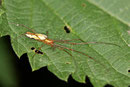 Streckerspinne, Tetragnatha montana