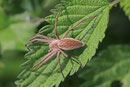 Listspinne, Pisaura mirabilis