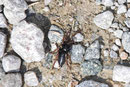 Plattbauchspinne, Trachyzelotes pedestris