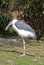Marabu