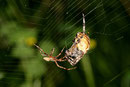 Gartenkreuzspinne, Araneus diadematus