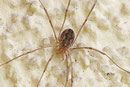 Hornweberknecht, weibl., Phalangium opilio