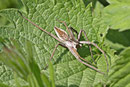 Listspinne, Pisaura mirabilis