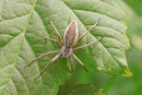 Listspinne, Pisaura mirabilis