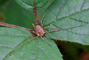 Gem. Dreizackanker, Oligolophus tridens