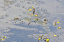Große Königslibelle, Anax imperator