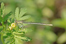 Blaue Federlibelle, weibl., Platycnemis pennipes