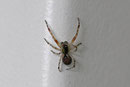 Laubkugelspinne, männl., Anelosimus vittatus