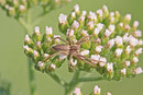 Listspinne, Pisaura mirabilis