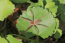 Listspinne, Pisaura mirabilis