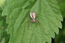 Sumpf-Krabbenspinne, weibl., Xysticus ulmi