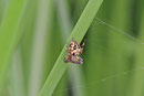 Schilfradspinne, Larinioides cornutus