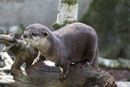 Kurzkrallenotter