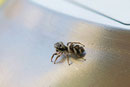 Zebraspringspinne, Salticus scenicus